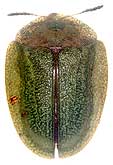 Cassida viridis Linnaeus, 1758
