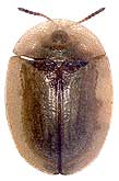 Cassida rubiginosa Muller, 1776