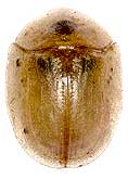 Cassida margaritacea Schaller, 1783