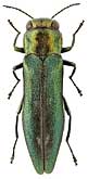 Buprestidae: Agrilus peregrinus Ksw.