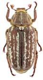 <b>Scarabaeidae: Anoxia orientalis Kryn.