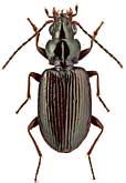 Carabidae: Bembidion infuscatipenne Net.
