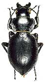 Callisthenes (s.str.) kuschakewitschi batesoni