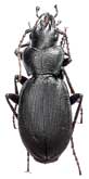 Carabus (Procechenochilus) heydenianus heydenianus Starck, 1889                 
