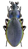 <b>Carabidae: Carabus imperialis F.-W.