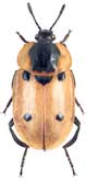 <b>Silphidae: Dendroxena quadrimaculata (Scop.)