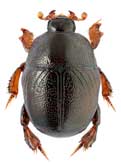 <b>Histeridae: Exaesiopus torvus Rchrdrt.