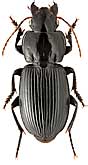 Carabidae: Harpalus chrysopus abasinus Rost, 1891