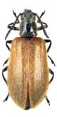 <b>Lagriidae: Lagria hirta (L.)