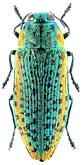 Buprestidae: Lamprodila (Scintillatrix) tschitscherini (Sem.)