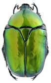 <b>Scarabaeidae: Protaetia (Cetonischema) speciosa (Ad.)