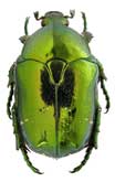 <b>Scarabaeidae: Protaetia (Chrysopotosia) mandschuriensis Schuerhoff
