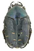 <b>Scarabaeidae: Protaetia (Netocia) cyanea (Kr.)
