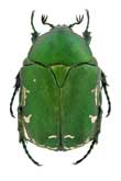 <b>Scarabaeidae: Protaetia (Netocia) hungarica (Hbst.)