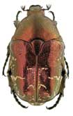<b>Scarabaeidae: Protaetia (Potosia) metallica (Hbst.)