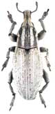 <b>Curculionidae: Pseudocleonus cinereus (Schrnk.)