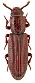 <b>Zopheridae: Pycnomerus (Penthelispa) vilis Sharp