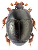 <b>Histeridae: Styphrus corpulentus Motsch.