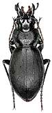 Carabus (Procechenochilus) adangensis adangensis Gottwald, 1983                 