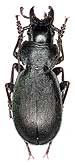 Carabus (Procechenochilus) heydenianus prichodkoi Semenov, 1896                 