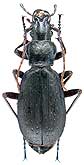 Carabus (Tribax) circassicus abagonensis Starck, 1894                           