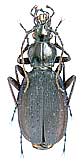 Carabus (Tribax) agnatus agnatus Ganglbauer, 1889 ()                       