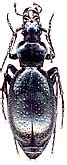 Carabus (Tribax) circassicus circassicus Ganglbauer, 1886                       