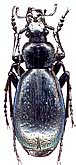 Carabus (Tribax) circassicus circassicus Ganglbauer, 1886                       