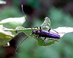 Leptura sp. (Cerambycidae)