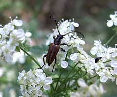 Paracorymbia maculicornis maculicornis (DeGeer, 1775) (Cerambycidae)