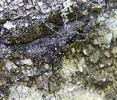 Xylotrechus rusticus (Linnaeus, 1758) (Cerambycidae)