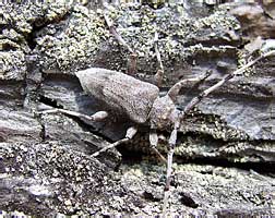    Acanthocinus aedilis (Linnaeus, 1758) (Cerambycidae)