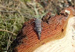    Acanthocinus aedilis (Linnaeus, 1758) (Cerambycidae)