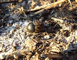 Onthophagus sp. (Scarabaeidae)