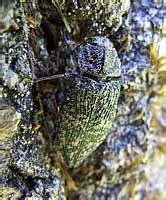 Poecilonota variolosa variolosa (Paykull, 1799) (Buprestidae)