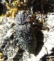 Poecilonota variolosa variolosa (Paykull, 1799) (Buprestidae)