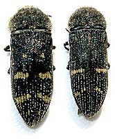 Buprestidae: Acmaeoderella (Carininota) flavofasciata (Piller & Mitterpacher, 1783)