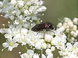 Acmaeoderella (Euacmaeoderella) staudingeri