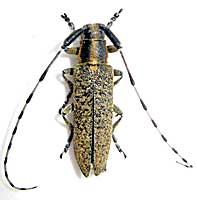 Cerambycidae: Agapanthia villosoviridescens DeGeer, 1775