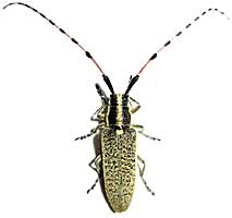 Cerambycidae: Agapanthia dahli dahli (Richter, 1821)