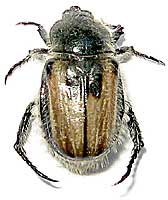 Scarabaeidae: Anisoplia sp. 1