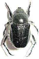Scarabaeidae: Anisoplia sp. 2