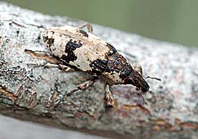 Bothynoderes affinis