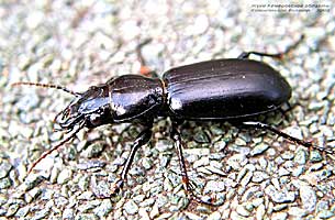 Broscus semistriatus (Carabidae)<br> -