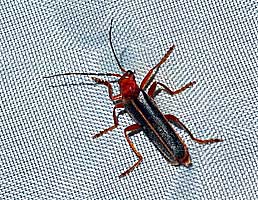 Cantharis sp.