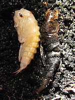 Colymbetes sp. (Dytiscidae)