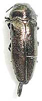 Buprestidae: Coraebus elatus (Fabricius, 1787)