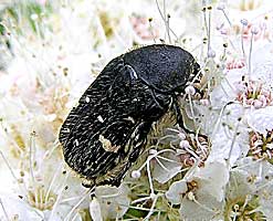 Gametis jucunda (Scarabaeidae)