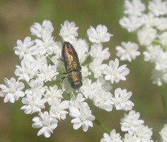 Anthaxia sp. (Buprestidae)