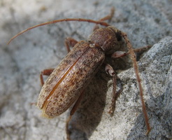 Trichoferus griseus (F., 1792) (Cerambycidae)